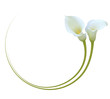 Realistic white calla lily frame. 