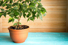 Plant Ficus Benjamina In A Brown Pot Standing On Wooden Blue Table In Front Of Unpainted Wall, Natural Rustic Style