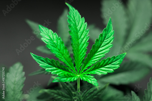 Plakat na zamówienie Marijuana leaves, cannabis on a dark background, beautiful background, indoor cultivation