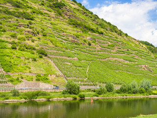 Sticker - hill slope with vineyards along Mosel river