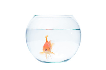 Canvas Print - Gold fish with fishbowl on the white background