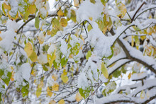 Autumn Leaves In Tree Covered In Snow