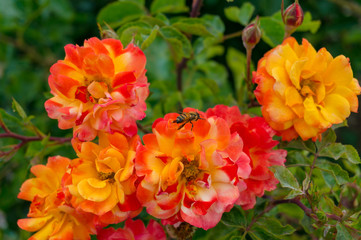 Poster - Colorful rose flowers