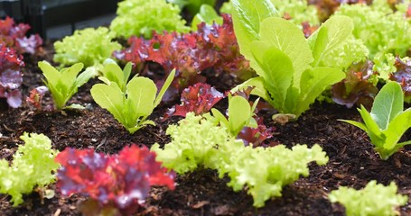 Sticker - Small lettuce farm in roof top building garden