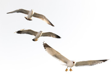 Wall Mural - flying seagulls (isolated).