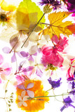 Fototapeta  - colorful dry flowers