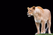 Lioness On A Black Background