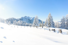Trees Covered With Frost And Snow In Mountains. Austrian Alps