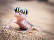 canvas print picture - Desert-Gecko Namibia, Africa