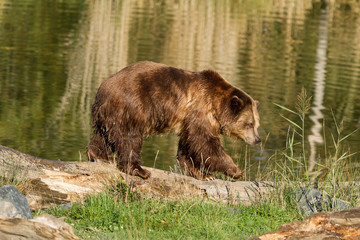 Wall Mural - Brown Bear - Ours Brun