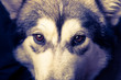 Dog breed alaskan malamute portrait close up. Shallow depth of field. Selective focus Toned