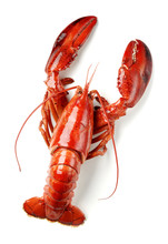 Cooked Lobster Isolated