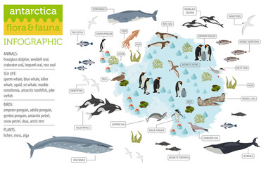 antarctic, antarctica, flora and fauna map, flat elements. animals, birds and sea life big set. buil