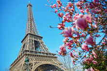 Pink Magnolia Flowers With Eiffel Tower