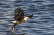 Bald eagle (Haliaeetus leucocephalus) fishing at Mississippi River, Iowa, USA
