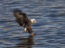 Bald Eagle (Haliaeetus Leucocephalus) Fishing At Mississippi River, Iowa, USA