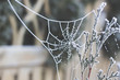 zamarznięta sieć pająka pajęczyna zimą