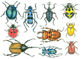 Collection painted beetles