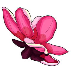 magnolia flower red garden decorative.  illustration