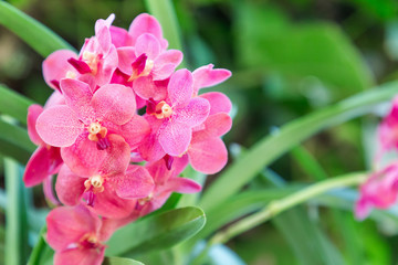 Orchid flower in orchid garden at winter or spring day for postcard beauty and agriculture idea concept design. Ascocenda Hybrids orchid. red orchid.