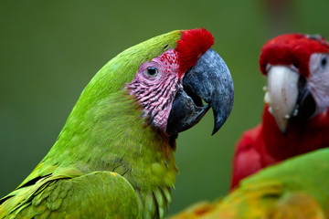 Wall Mural - Portrait of endangered parrot, Great green macaw, Ara ambiguus, also known as Buffon's macaw against blurred group of macaw parrots in background. Close up, wild animal. Costa Rica