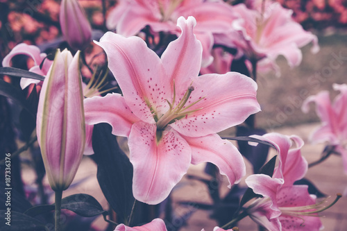 Flower Background Pink Lily In The Garden With Filter Effect Flower Background Pink Lily In The Garden With Filter Effect Retro Vintage Style