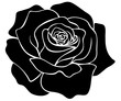 black rose blossom silhouette