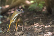 Mouse-deer (Chevrotain) in nature