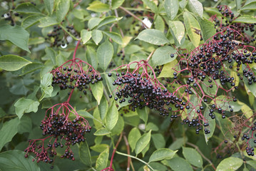 Sambucus nigra