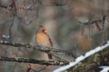 A Female Cardinal Poses For A Portrait On A Tree Branch On A Winter Day In Missouri. A Bokeh Bakcground Highlights The Beauty Of The Bird.