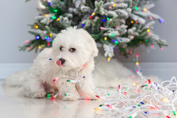 Wall Mural - Maltese puppy wrapped in Christmas lights.