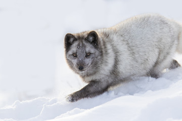 Sticker - Hunting silver arctic fox 