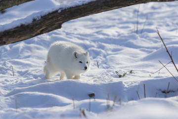 Sticker - arctic fox in winter