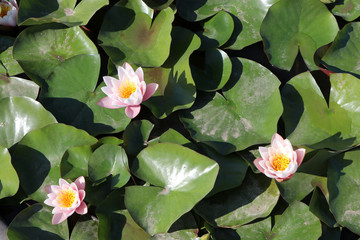 Blooming cultivar hybrid hardy water lily (Nymphaea x marliacea 'Rosea') in the garden pond