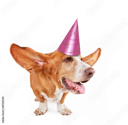 фотографія basset hound with her ears flying away and a pink birthday party hat on isolated