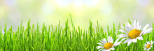Wild Daisies In The Fresh Spring Green Grass With Drops Of Dew, Border Design Panoramic Banner 