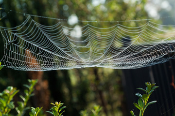 Morning web