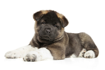 Canvas Print - American Akita dog puppy