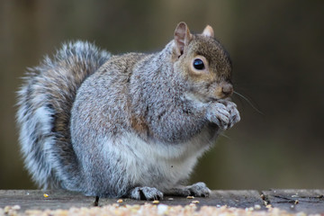 Poster - squirrel eating 1