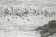 Flock Of Shorebirds In Flight Over Sea