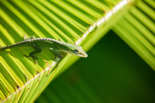 Green Anole Lizard On Leaf