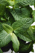 © Vera Lair/Stocksy - Fresh mint leaves