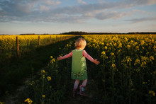 Child Walks In Fields Of Bright Yellow Rapeseed Flowers At Sunset.