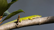Green Anole Lizard, Dactyloidae, Sitting On A Branch, Florida, USA