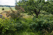 Wild Garden In Rural Scandinavia