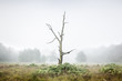 © James Ross Photography/Stocksy - Lone tree in a misty woodland
