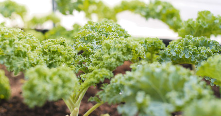 Wall Mural - Fresh kale in farm