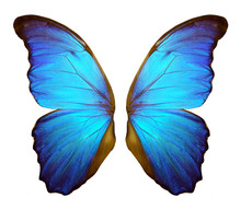 Wings Of A Butterfly Morpho. Morpho Butterfly Wings Isolated On A White Background.