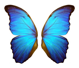 Wall Mural - Wings of a butterfly Morpho. Morpho butterfly wings isolated on a white background.