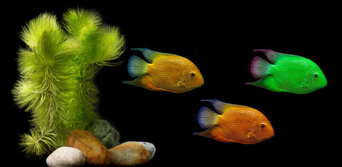 Wall Mural - colored aquarien fish on a black background